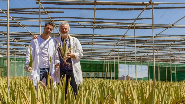 Finca Canarias Aloe Vera La Oliva