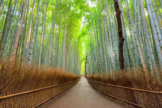 Arashiyama
