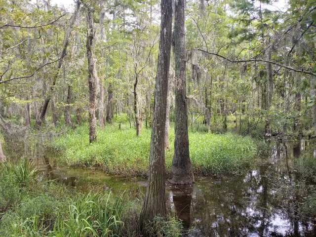 Joyce Wildlife Management Area