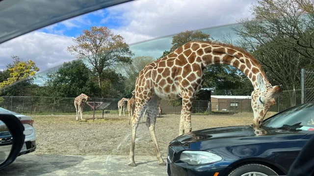 Six Flags Wild Safari