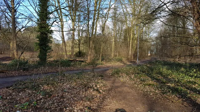 Lings Wood Nature Reserve