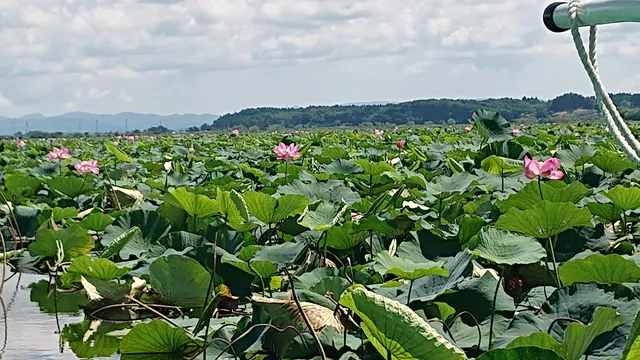 Miyagi Prefecture Izunuma-Uchinuma Sanctuary Center