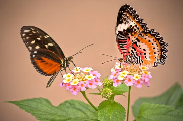Garten der Schmetterlinge Schloss Sayn