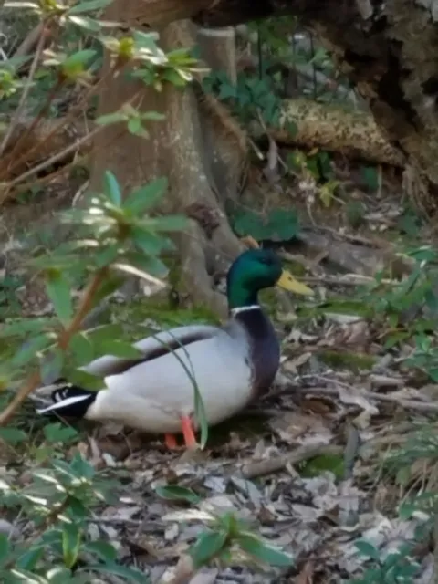 千鳥ヶ池公園 管理事務所