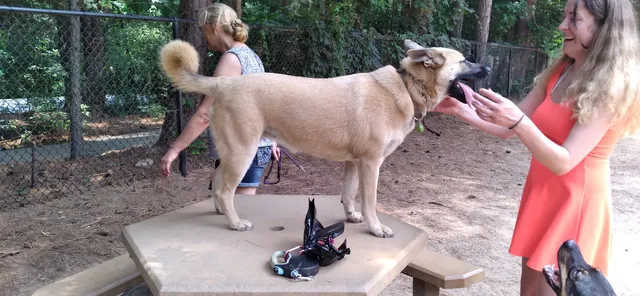 Swaney Pointe K-9 Park