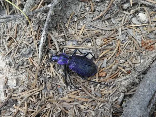 photo-3
