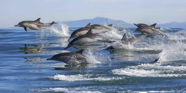Bay Explorer - Dolphin and Wildlife Cruises