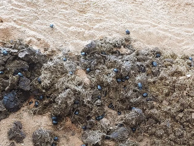 Wüstenhaus (Tiergarten Nürnberg)