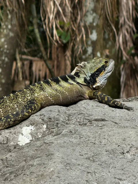 Tamborine Rainforest Skywalk Cafe ️