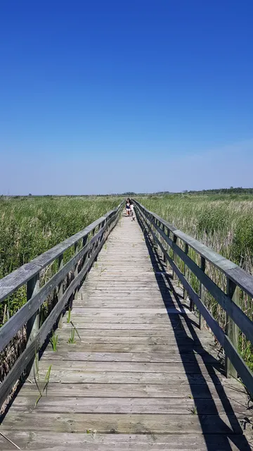 Grassy Narrows Marsh