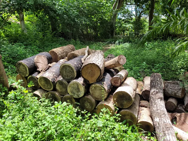 Meliponario "U Naajil Yuum K'iin"