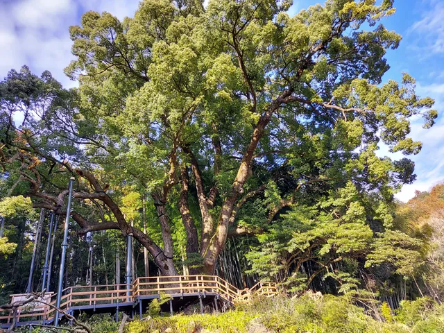 Kamiyatsu Great Camphor Tree