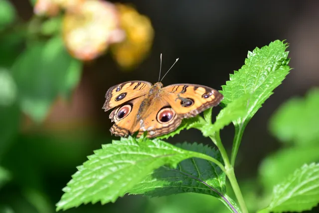 Tama animal park insect ecology Gardens