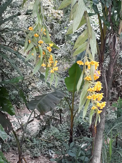 Di tích Chiến Khu Vần