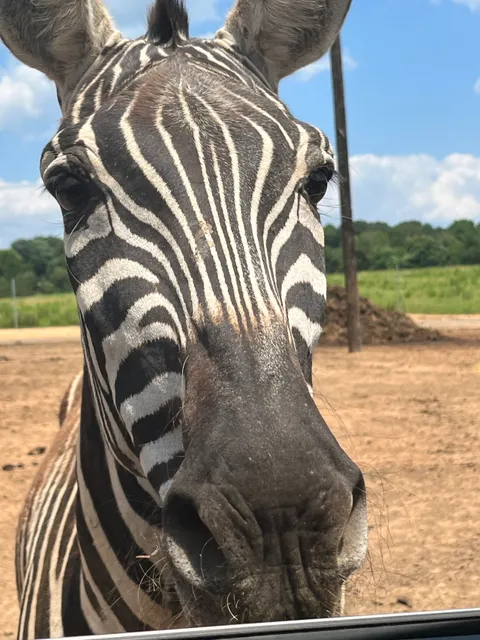 Zootastic Drive Thru SAFARI