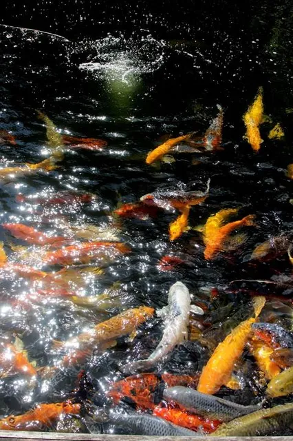 Wisata Sumber Dhuwur Sidorejo