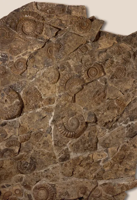 The Paleontological Collection of the University of Tübingen