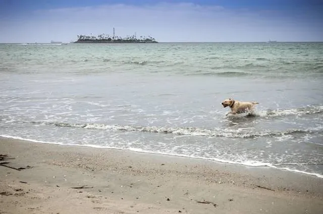 Rosie's Dog Beach