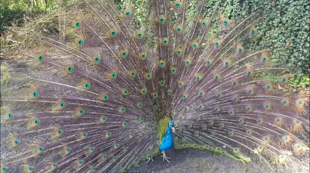 Birgits Tiergarten - Streichelzoo und Parkanlage in Rechtsupweg