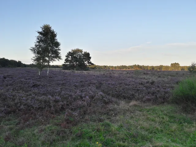 Chaletpark De Heidebloem