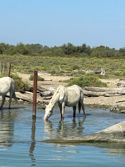Camargue
