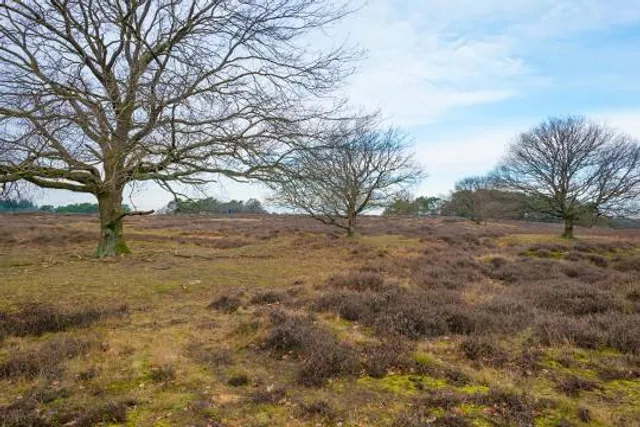 Goois Natuurreservaat Tafelbergheide