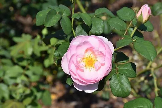 JC Raulston Arboretum