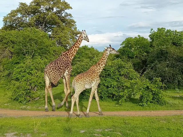 South Luangwa National Park