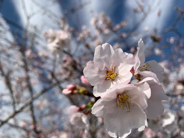 Kuchinashiike Ryokuchi Park