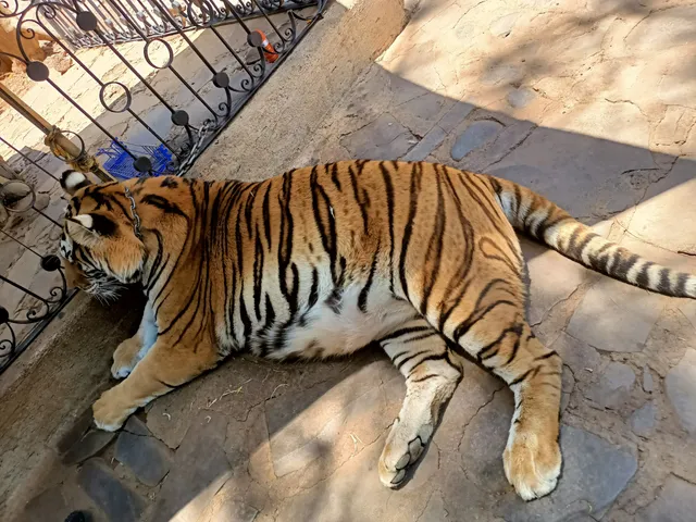 Reserva de Tigres y felinos