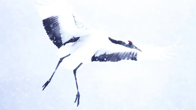 Akan International Crane Center