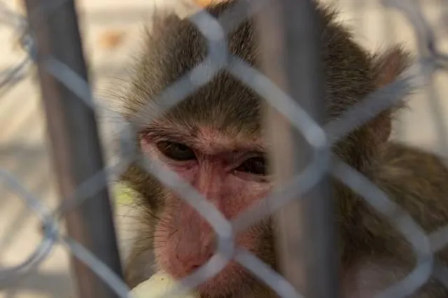 Sokhumi Monkey Nursery