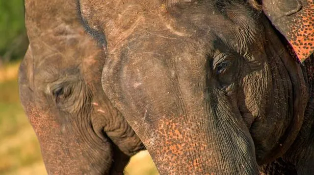 トウマショウニュウドウ