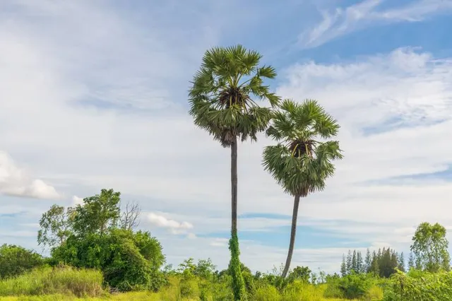 Palm Meadows Golf Course