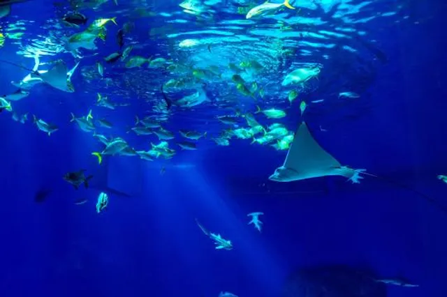 Wonders Of Wildlife National Museum & Aquarium