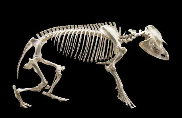 Naturhistorisches Museum Bern