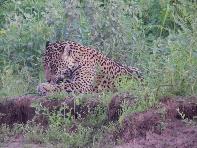 Pantanal Discovery tour to Pantanal and Bonito.