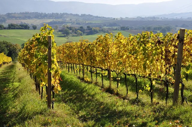 Cantina Zazzera Vigne & Vini