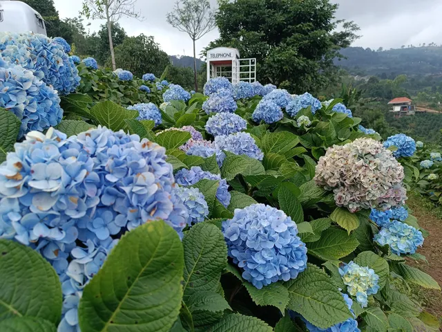 Hydrangea-san
