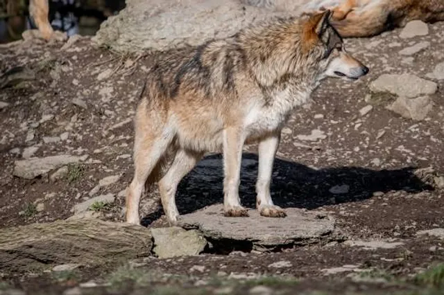 Bad Mergentheim Wild Park