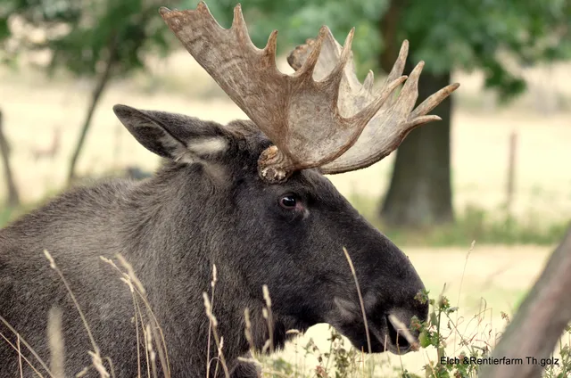 Brüssow (Uckermark)