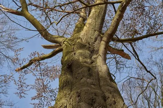 Schlosspark Etelsen (SpE)