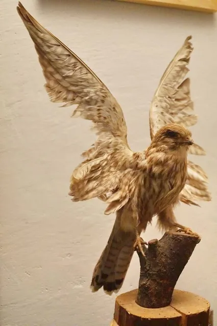 Leonardo da Vinci museum