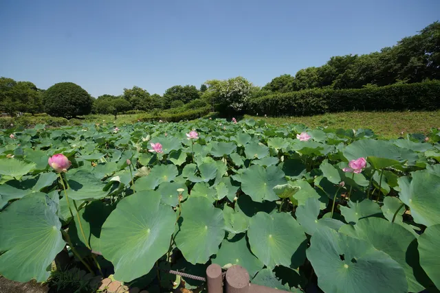 Pond of Ancient Lotus