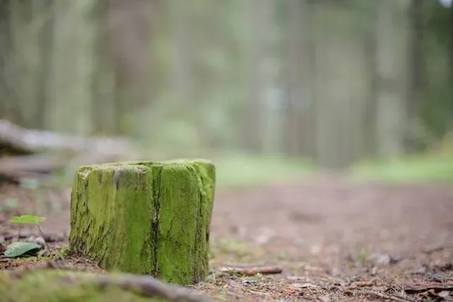 Wodospad Ostrowskich