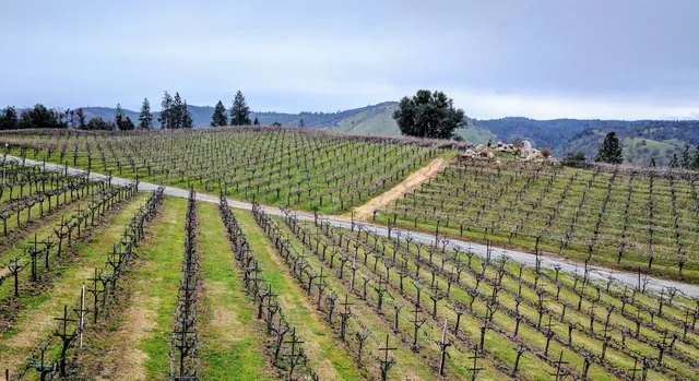 Gold Hill Vineyard and Brewery