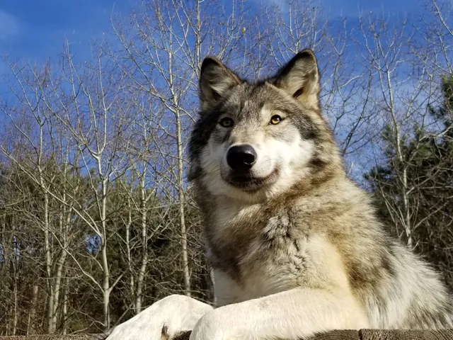 Wolf Mountain Nature Center