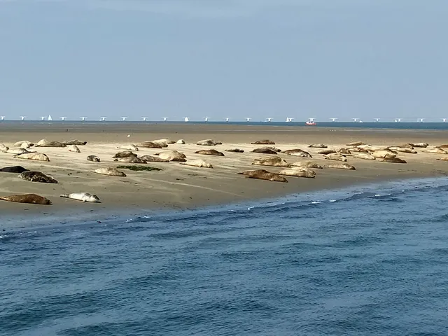 Zeehondensafari