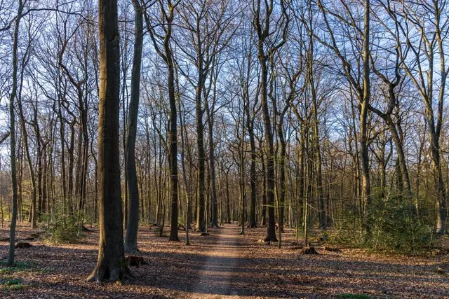 Köllnischer Wald