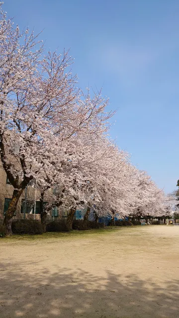 Shimobayashisakura Park